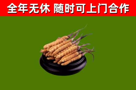 象州回收冬虫夏草